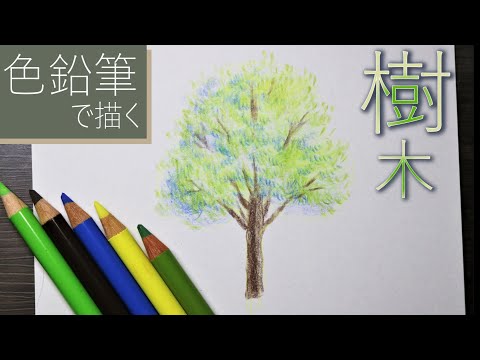 色鉛筆 ー樹木を描くー 簡単描き方解説 手紙などの挿絵イラストに リアルで立体感のある木 イラスト上達法 まとめ